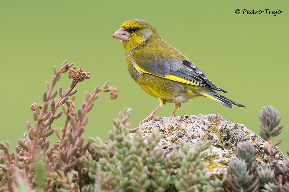 Verderon (Carduelis chloris)